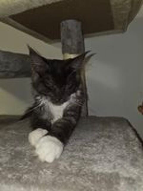   Tres beau maine coon 5 mois male. 