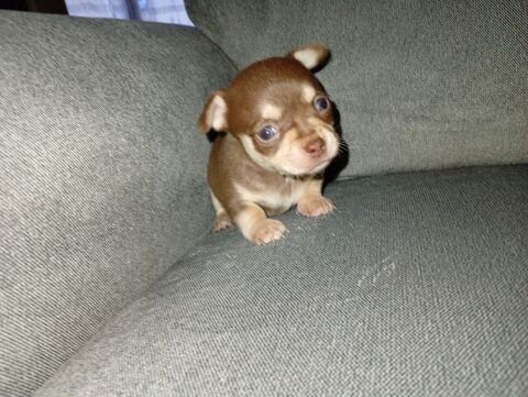 Chiot chihuahua  0 85220 Co�x