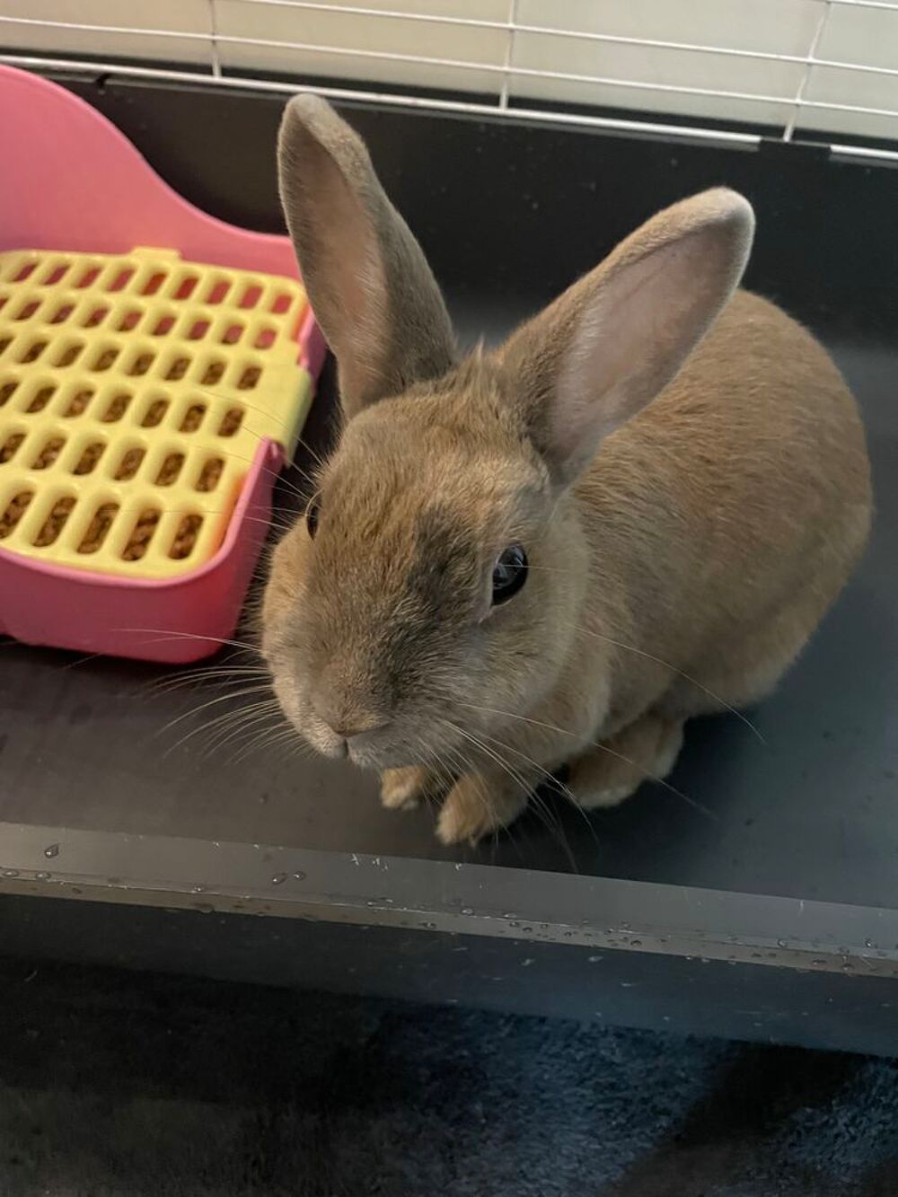   Don lapin nain (femelle) 