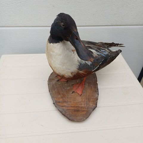 taxidermie ampaille canard souchet 45 Rethel (08)