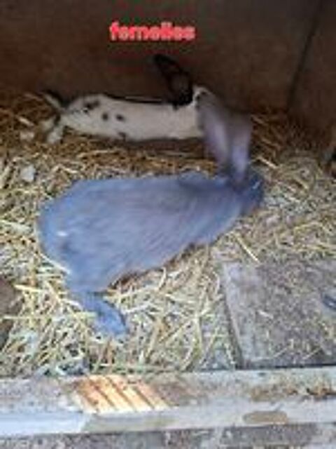   Geant Papillon 3 mois  