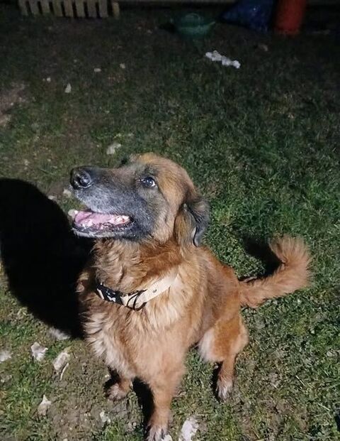 Chien ISSA &agrave; l adoption 210 26400 Vaunaveys-la-rochette