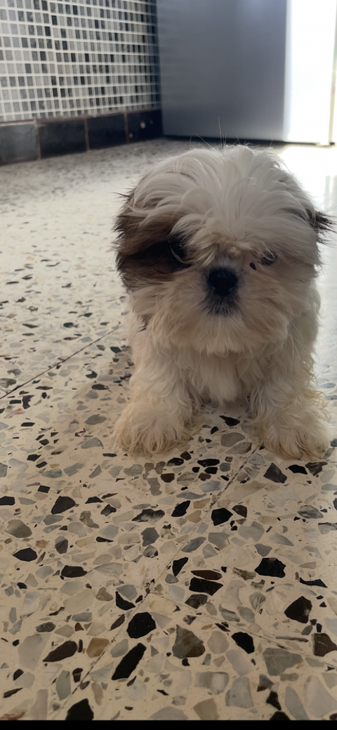 Chiot type shih tzu 800 30100 Al�s