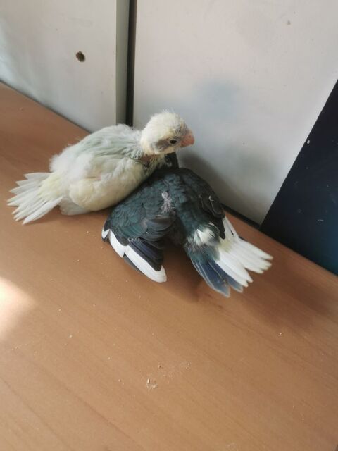 Jeunes kakarikis 2025 80 78210 Saint-cyr-l'�cole