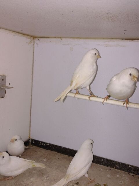 canari m&acirc;le blac 40 28160 Brou