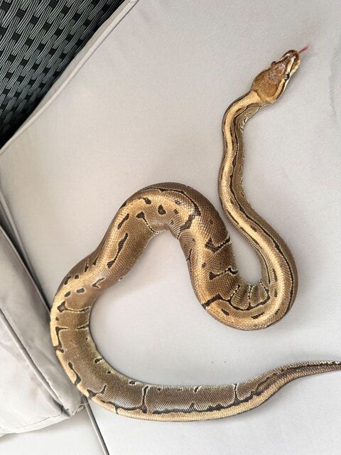 Python regius Pinstripe mâle 150 65150 Saint-laurent-de-neste