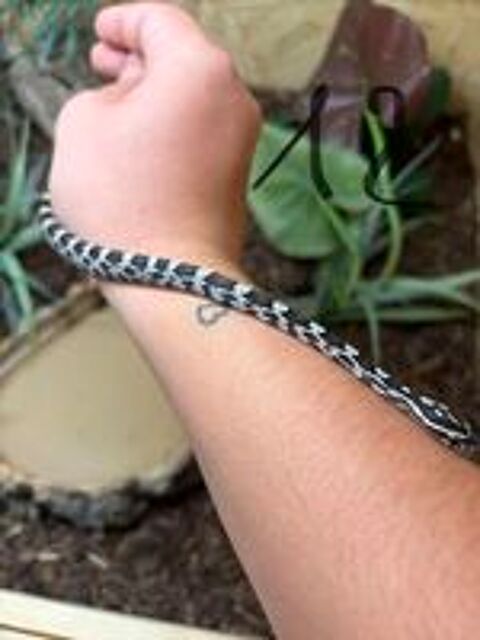   Jeunes Pantherophis guttatus ? Amel, Anery, Caramel, Classiq 