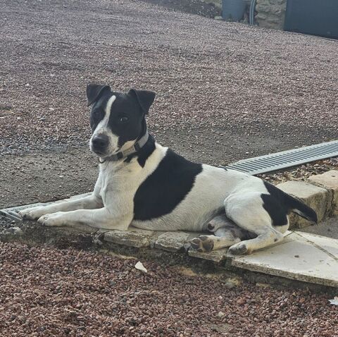 Jack russel mâle 0 79100 Pas-de-jeu