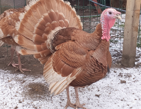 Dindon rouge des Ardennes 35 71360 �pinac