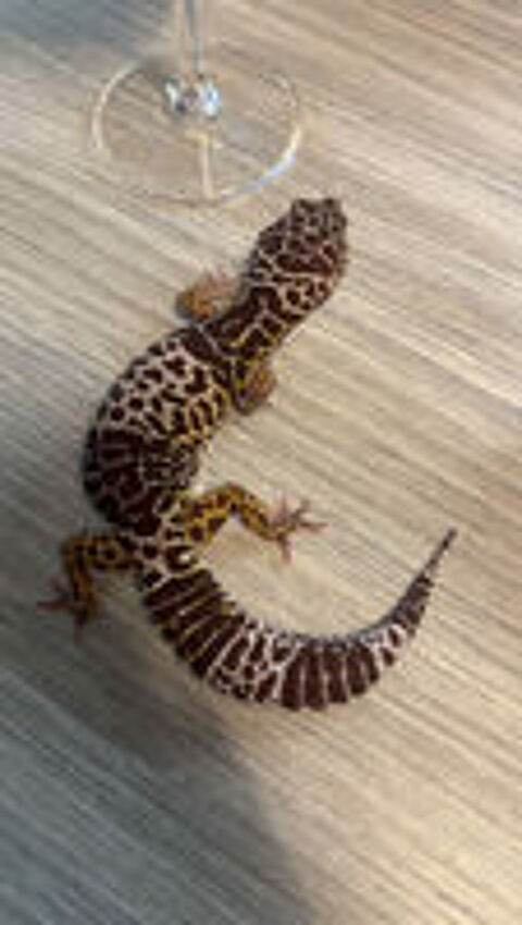   Gecko léopard femelle de 5 ans
Eublepharis fuscus. 