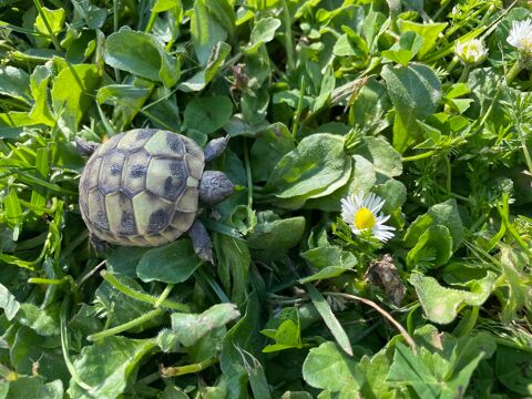 B&eacute;b&eacute;s tortues terrestres 80 17340 Ch�telaillon-plage