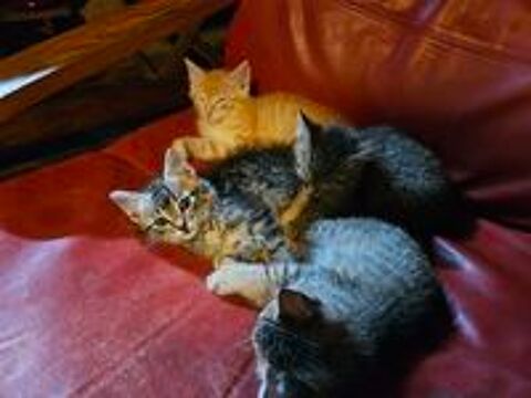  Chatons 