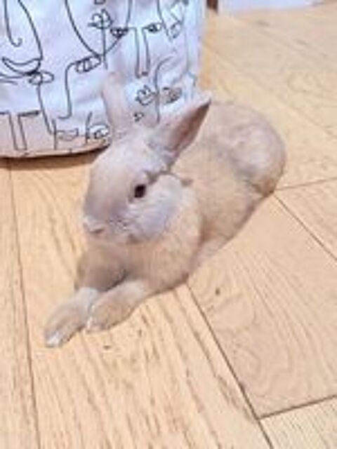   Je donne mon lapin nain de 6 mois 
