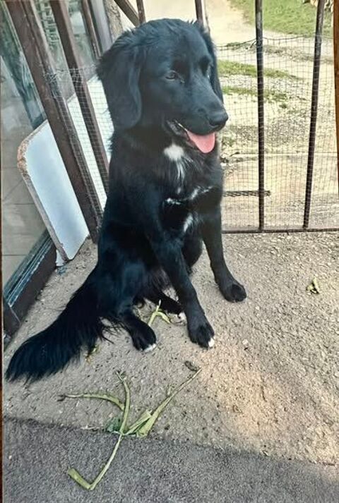 Chien ASTRA &agrave; l adoption 250 26200 Mont�limar