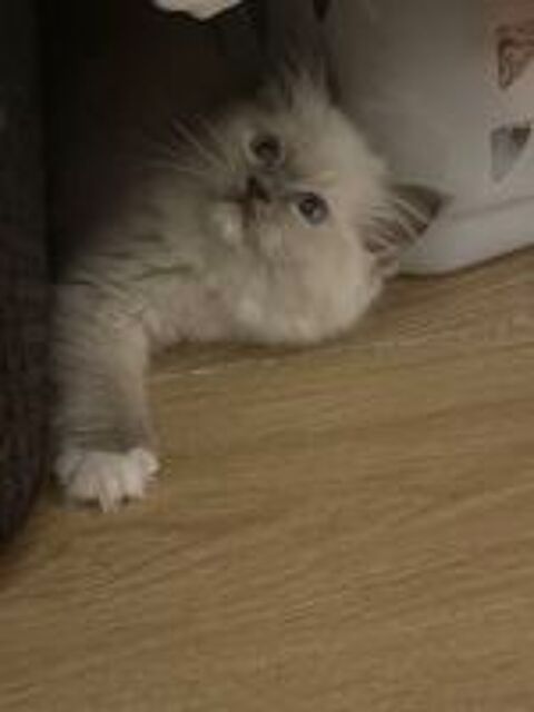   Chaton femelle ragdoll loof 