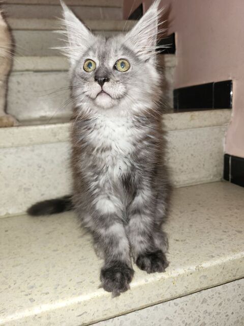 3 adorable maine coon 3 mois loof 1000 82130 L'honor-de-cos