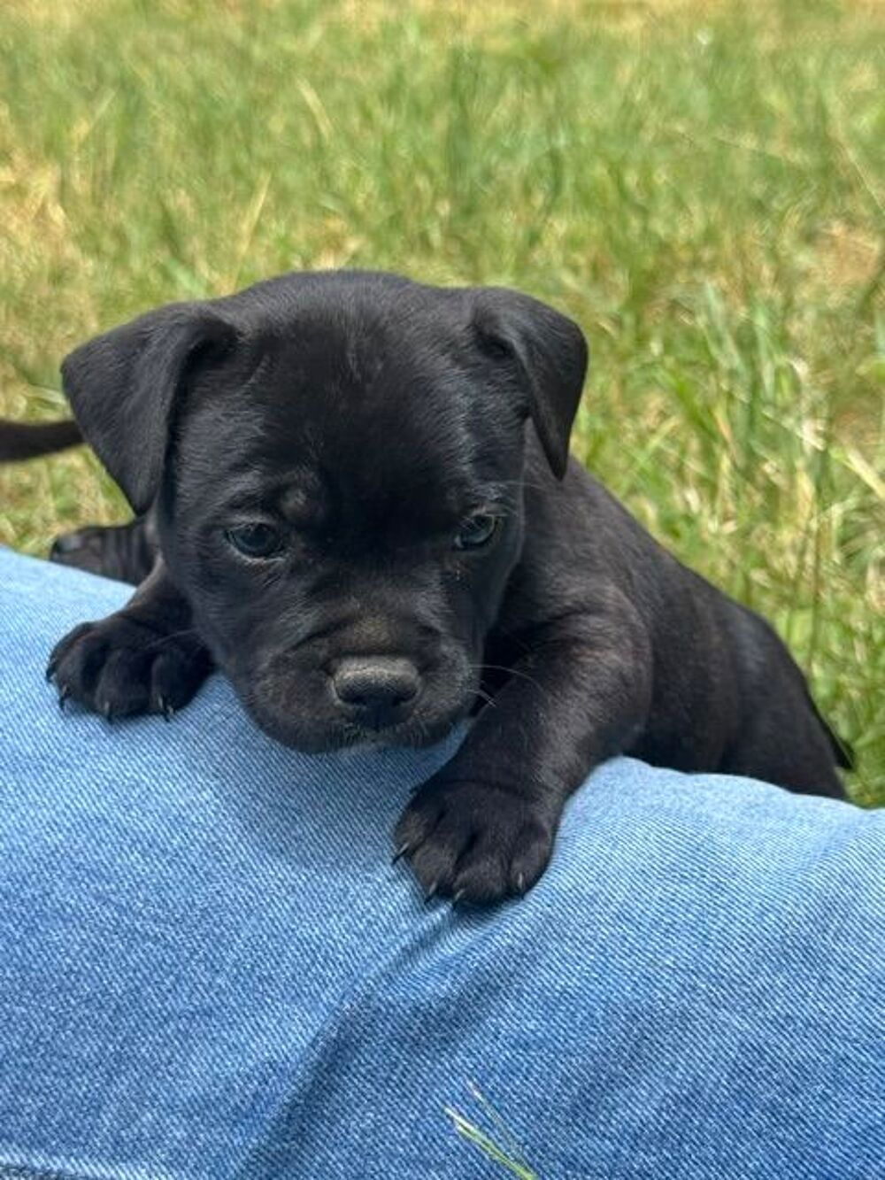   magnifique chiots staffie LOF 