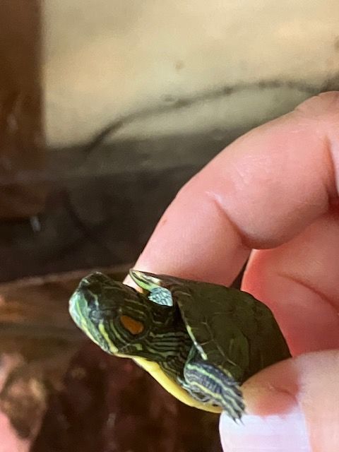 tortue bassin 30 13630 Eyragues