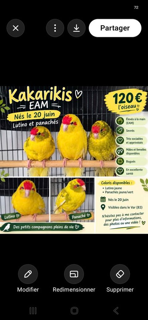 Perruche kakariki eam 120 83330 Le beausset