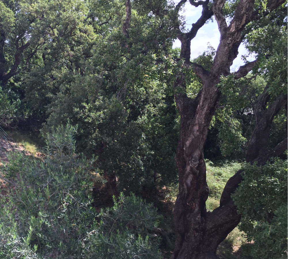 Vente Terrain Cap corse marine Sisco terrain non constructible Sisco