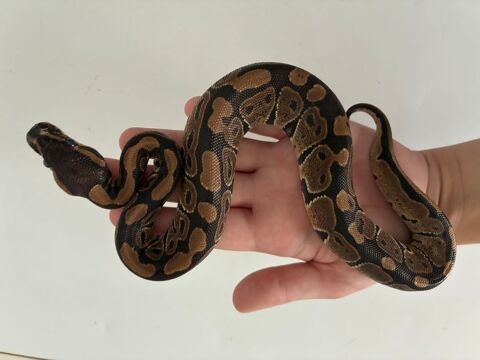 Serpent python regius 70 77380 Combs-la-ville