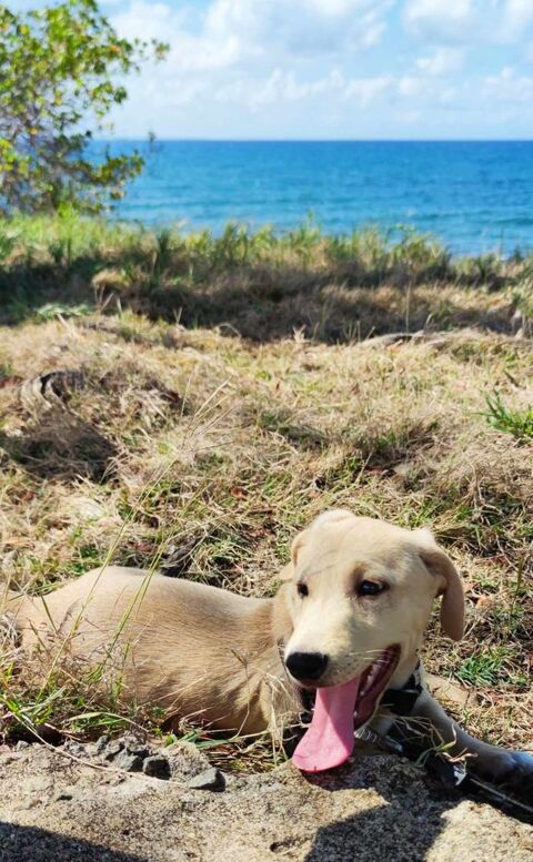 MIKO VOTRE PETIE DOUCEUR CREOLE 350 92800 Puteaux