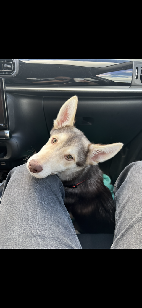Don husky
0 78440 Gargenville