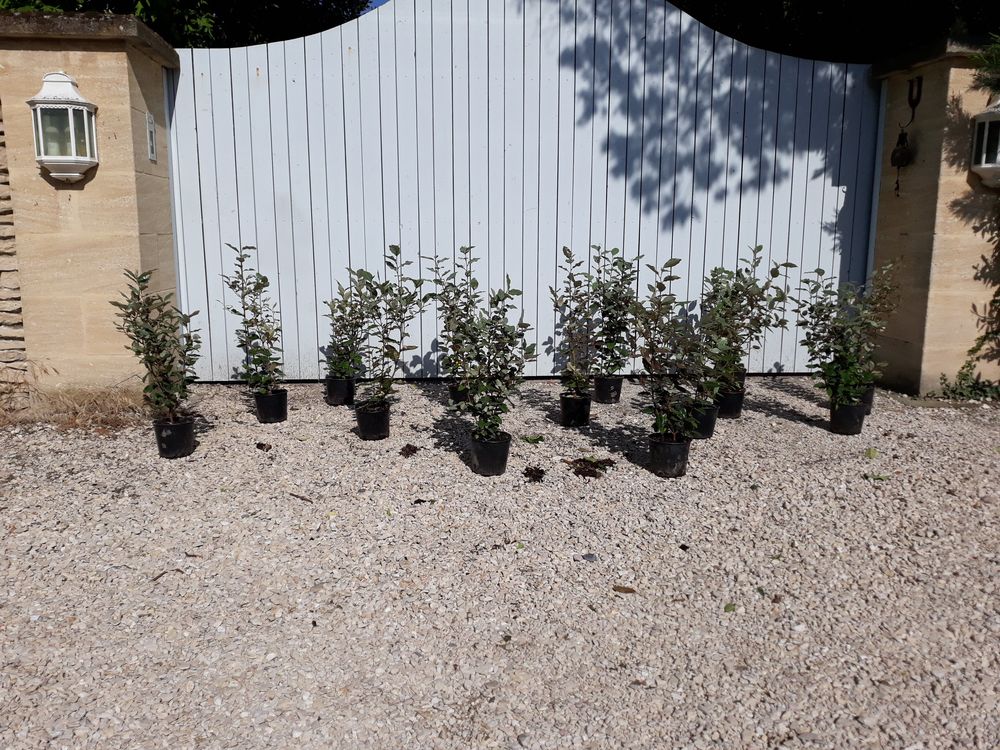 Arbuste d'ornement persistant 'Eleagnus Ebbingei' Jardin