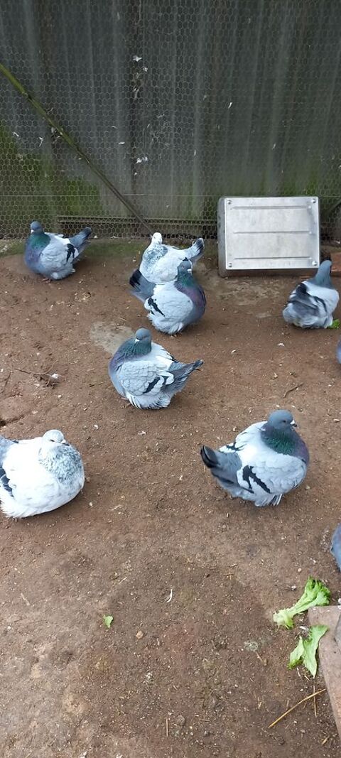 pigeons mondain 25 18000 Bourges