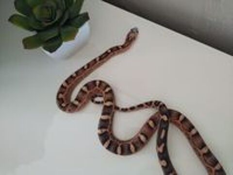   Serpent des blés scaleless femelle 