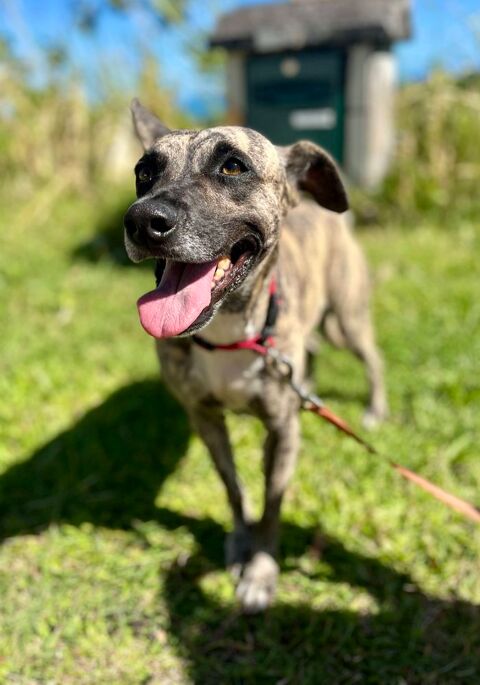 Donna, femelle, crois&eacute;e berger, n&eacute;e le 10/09/2023 380 80000 Amiens