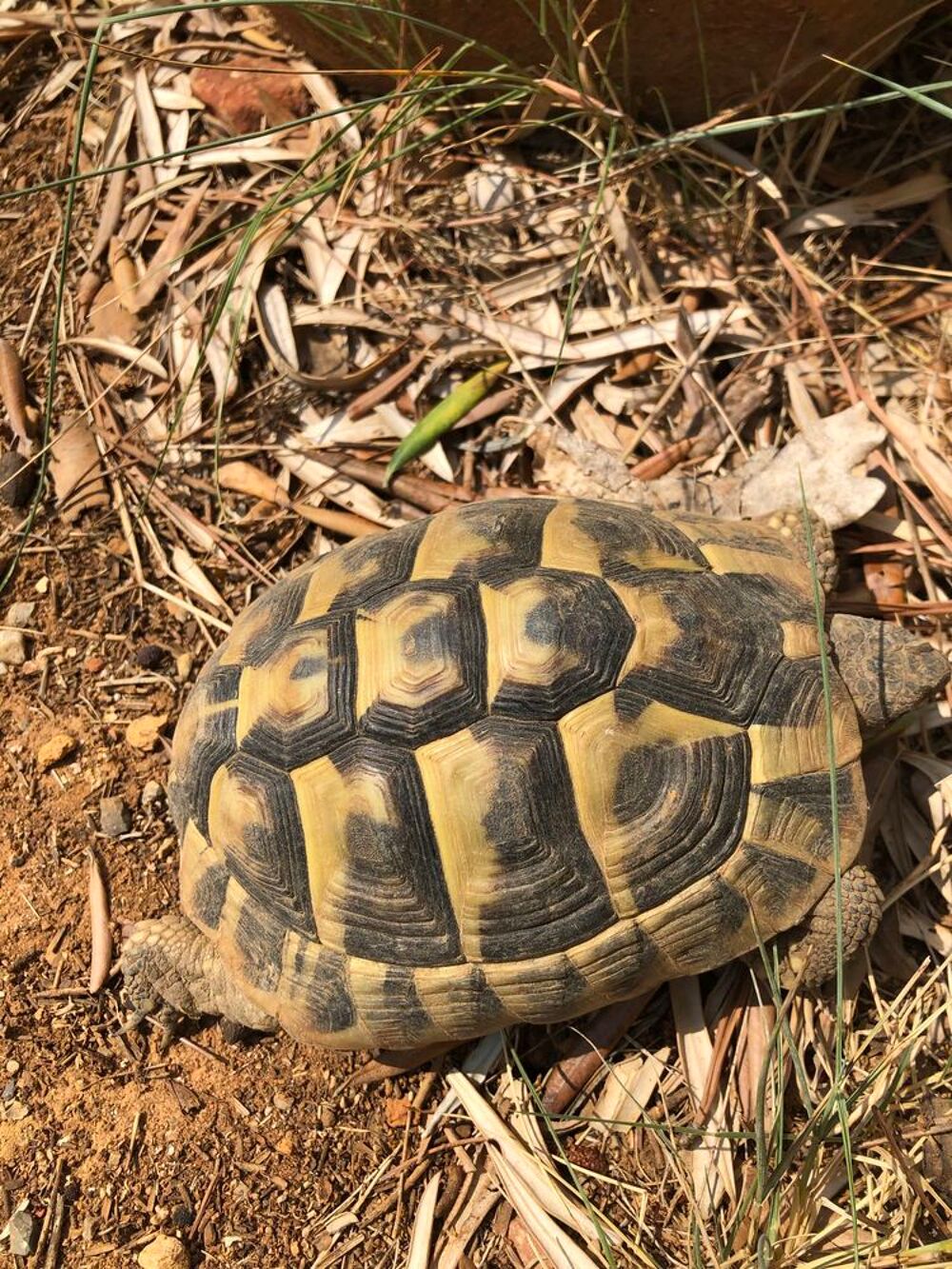 tortue de terre 