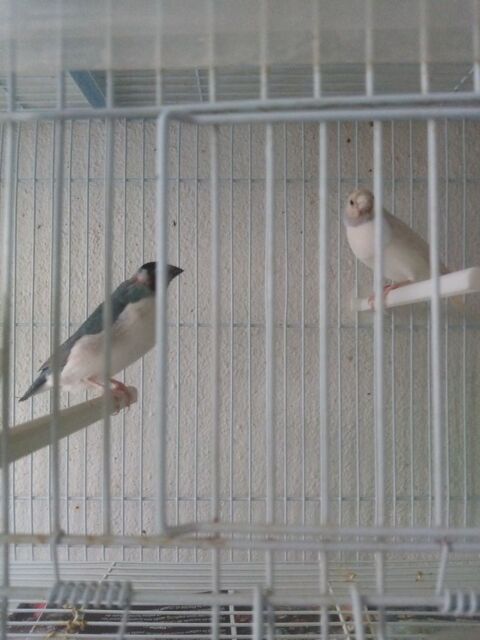Cpl de diamant gould  120 94190 Villeneuve-saint-georges