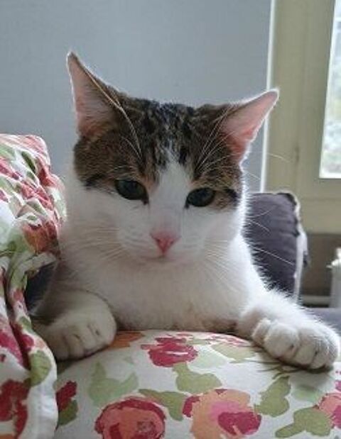 GINO CHAT TIGRE BLANC 4 ANS 195 92260 Fontenay-aux-roses