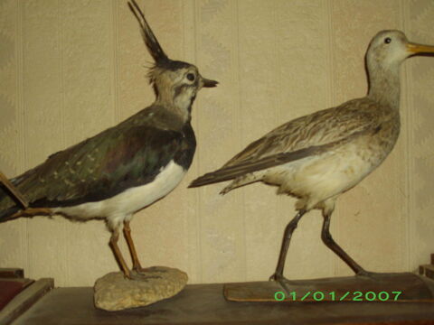 poules d'eau et vanneau empaill�s 20 La Boissi�re-des-Landes (85)