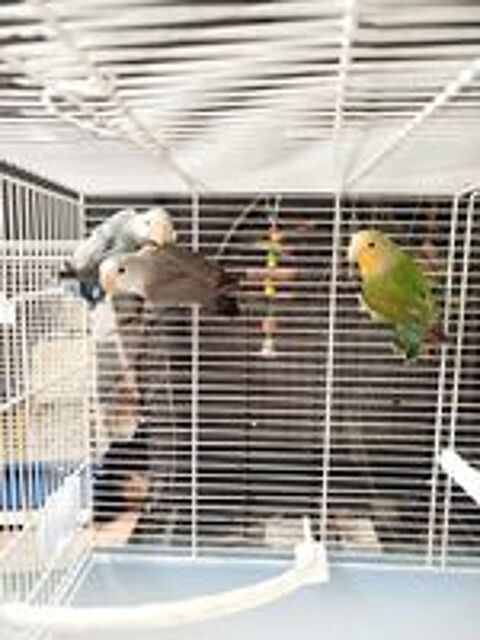   Ins�parables roseicollis  