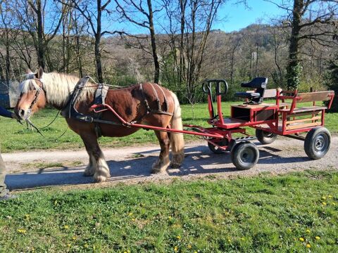 Cheval de trait et son attelage 2500 