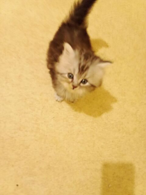 Main coon 750 77000 Melun