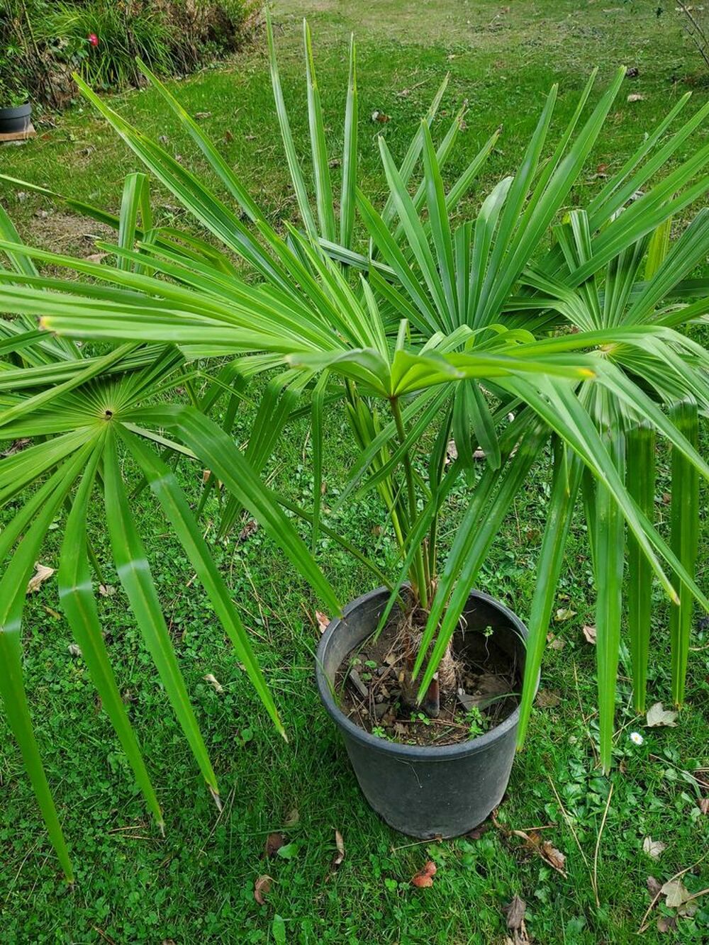 palmier Jardin