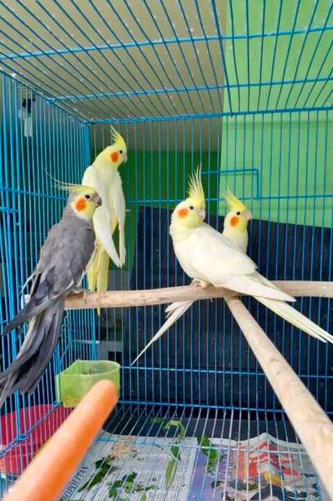 Tr&egrave;s Belles Perruches Calopsitte Adultes EPP Bagu&eacute;s 25,24,23 69 94450 Limeil-br�vannes