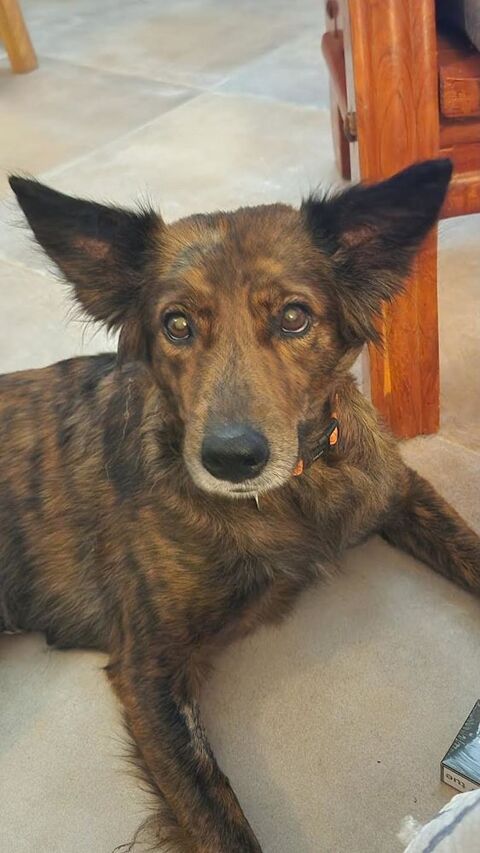 Zelda, la petite x berger 350 74000 Annecy