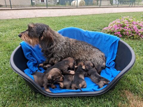 CHIOTS TECKEL A POIL DUR STANDARD LOF COULEUR SANGLIER 1200 42330 Saint-médard-en-forez