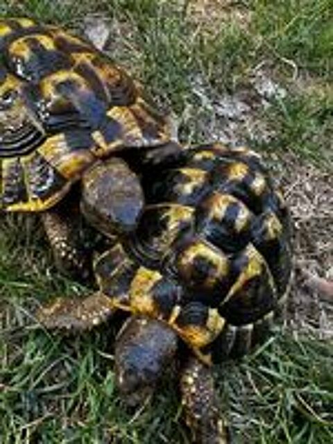   Tortue de terre  