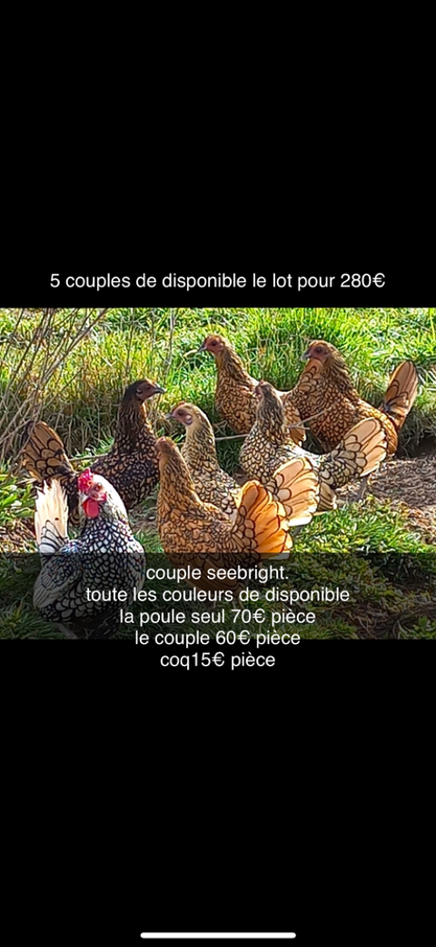 poule de race 60 31380 Montastruc-la-conseillre