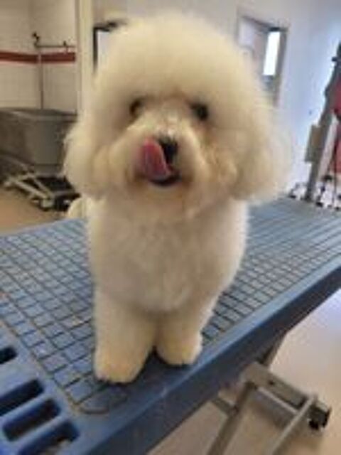   A RESERVER CHOTS BICHON FRISE 