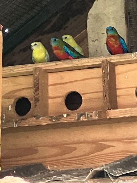 Perruches turquoisine 35 56250 La vraie-croix