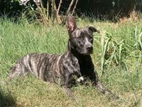   À adopter contre bons soins : Tonio 4 ans 