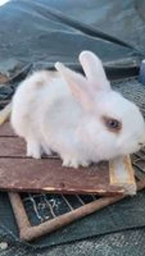   BB lapins nains 