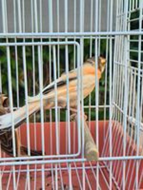   canari arlequin portugais  