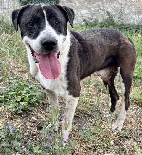 BAPTISTE, crois&eacute; labrador, 8 ans DON LIBRE 0 34500 Béziers